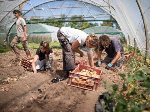 Séverine récolte des pommes de terre en compagnie d'un des ses associés et de leurs salariés Séné, France - 2020