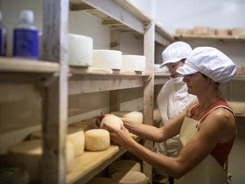 Mathilde et Jolan retournent des fromage en cours d'affinage ​​​​​​​Molac, France - 2020