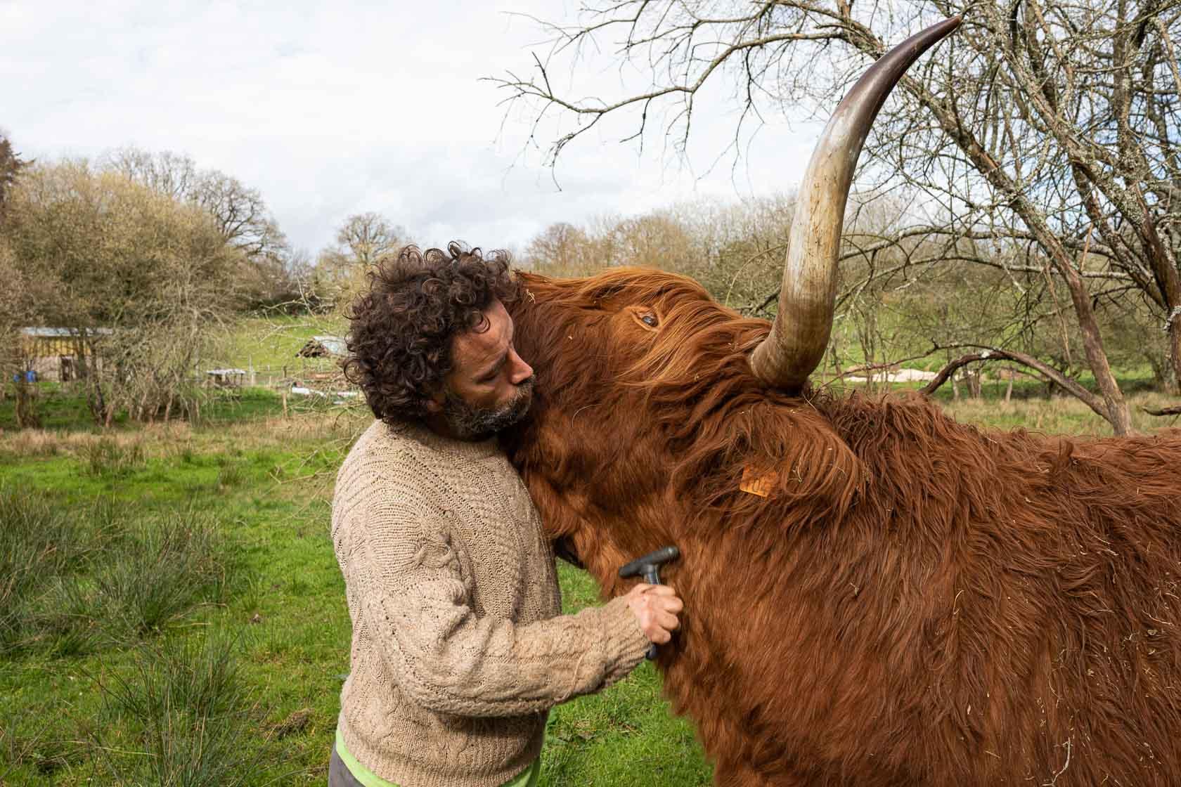 Julien Brothier, éleveur de brebis, s'occupe d'Isidore un bœuf de race highland qui entretient un de ses pâturages La Vraie Croix, France - 2020