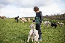 Un des fils de Julien nourrit un agneau au biberon La Vraie Croix, France - 2020